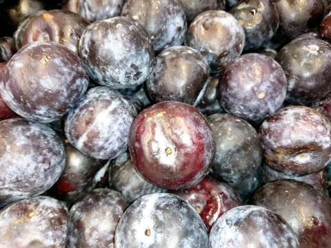 Fresh blue plums close-up Stock Photos