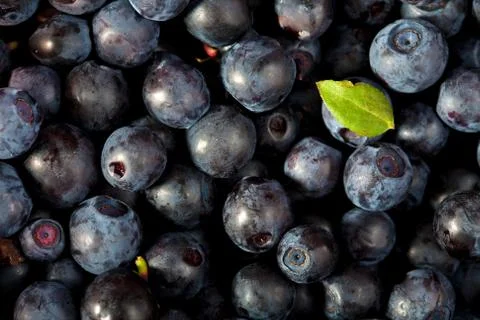 Fresh blueberries background Stock Photos