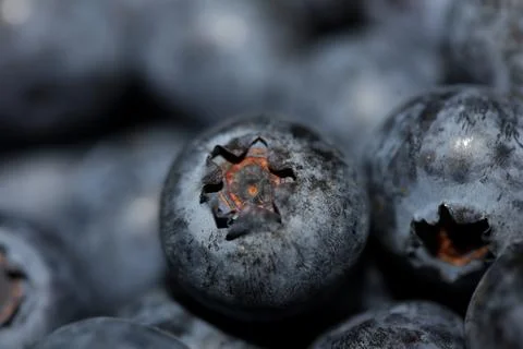 Fresh blueberries background top view concept of healthy and dieting eating.. Stock Photos