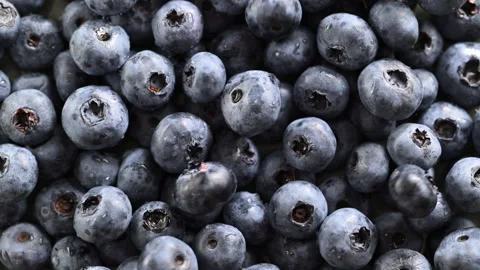 Fresh blueberries falling from above, striking juicy pile and bouncing. Stock Footage 314333077