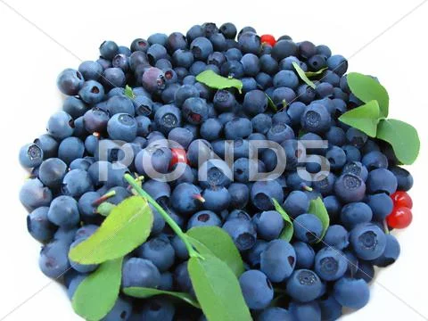 Fresh blueberries Stock Photos