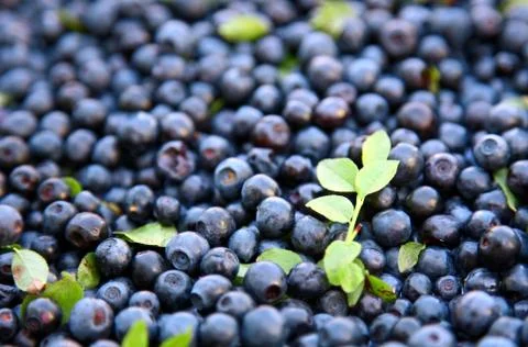 Fresh blueberries Stock Photos