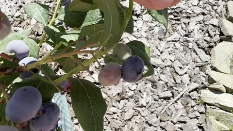 Fresh blueberries picked on the  garden. Stock Footage 281866410