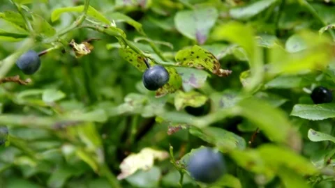 Fresh blueberries in the woods Stock Footage