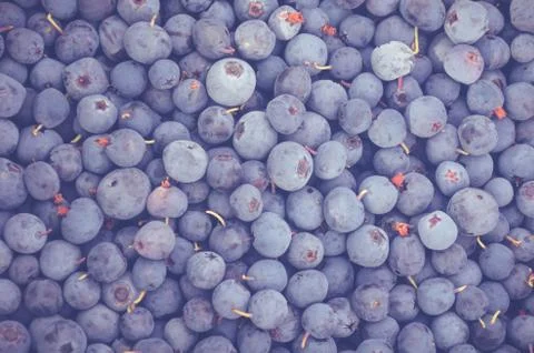 Fresh blueberry harvest Stock Photos