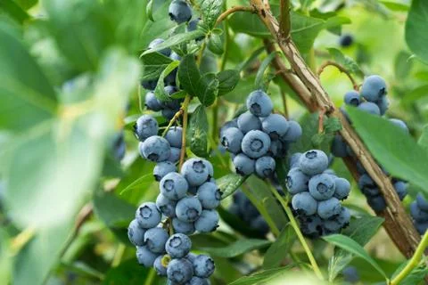 Fresh blueberrys on the branch on a blueberry field farm. Stock Photos