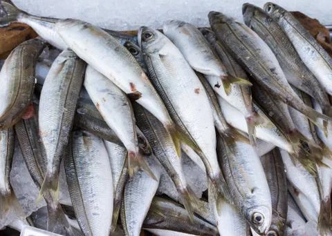 Fresh bogue fish Stock Photos