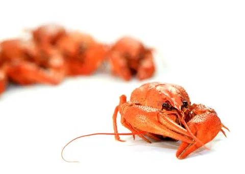 Fresh boiled crayfish Stock Photos