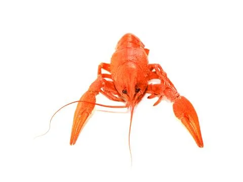 Fresh boiled crayfish Stock Photos