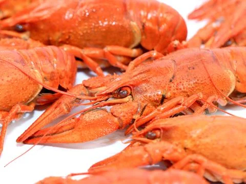 Fresh boiled crayfish Stock Photos