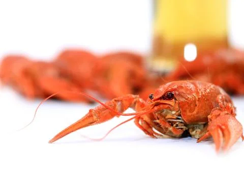 Fresh boiled crayfish Stock Photos