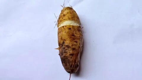 Fresh Boiled Lesser Yam on White Background Video stock 338227233