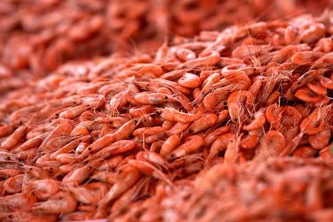 Fresh boiled shrimp close up Stock Photos