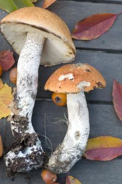 Fresh boletus are scattered on the table,the autumn harvest of forest mushrooms Stock Photos