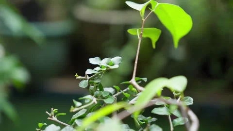 Fresh Bonsai Leaf Tip with Natural Outdoor Background Stock Footage 324897916