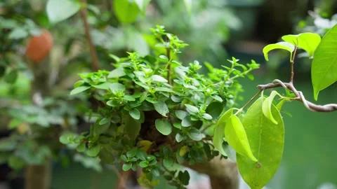 Fresh Bonsai Leaf Tip with Natural Outdoor Background Stock Footage 324897955