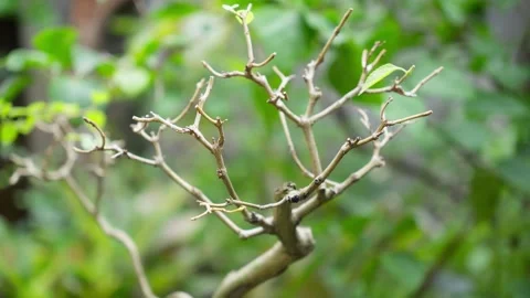 Fresh Bonsai Leaf Tip with Natural Outdoor Background Stock Footage 324897959