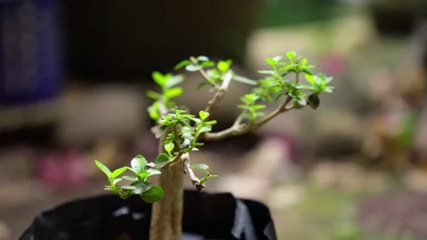 Fresh Bonsai Leaf Tip with Natural Outdoor Background Stock Footage 324898168