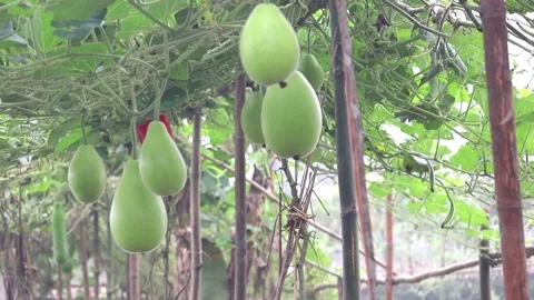 Fresh bottle gourd, also called calabash or opo squash, hangs on the vine. Stock Footage 317867760