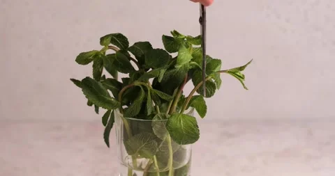 Fresh bouquet of basil leaves process of cutting leaves Stock Footage 194104438