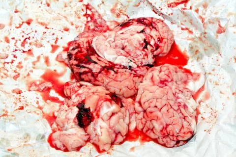 Fresh brain Foto stock