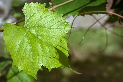 Fresh branch of grape vine leaf and tendrils Stock Photos