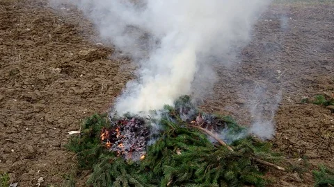 Fresh branches of a spruce tree not burn, only smoke. Stock-Footage 98756563