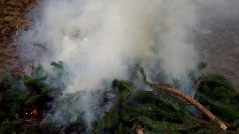 Fresh branches of a spruce tree not burn, only smoke. Stock Footage 98756598