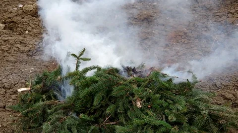 Fresh branches of a spruce tree not burn, only smoke. Stock Footage 98756652