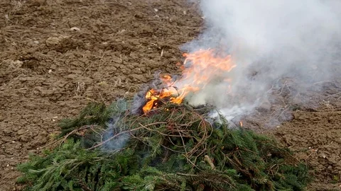 Fresh branches of a spruce tree not burn, only smoke. Stock Footage 99600237