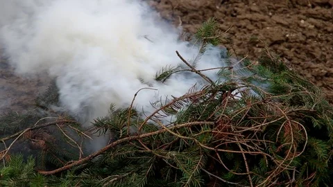 Fresh branches of a spruce tree not burn, only smoke. Stock Footage 99600252