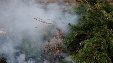 Fresh branches of a spruce tree not burn, only smoke. Stock Footage 99600325
