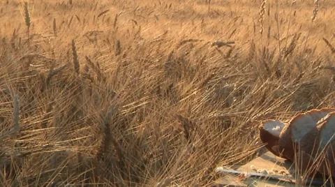 Fresh Bread At harvest Time Stock Footage 59574549