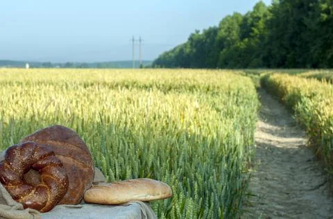 Fresh bread, pastries on a background of wheat field. Clear sunny day Stock Photos