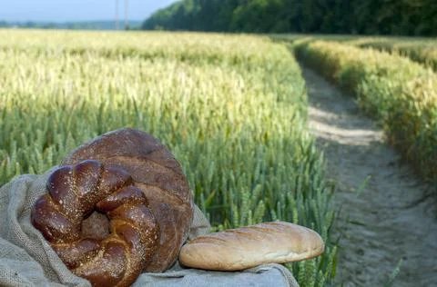 Fresh bread, pastries on a background of wheat field. Clear sunny day Stock Photos