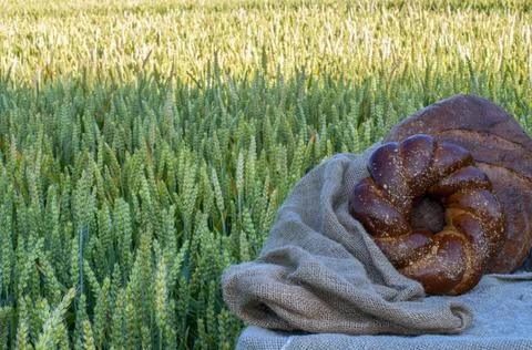 Fresh bread, pastries on a background of wheat field. Clear sunny day Stock Photos