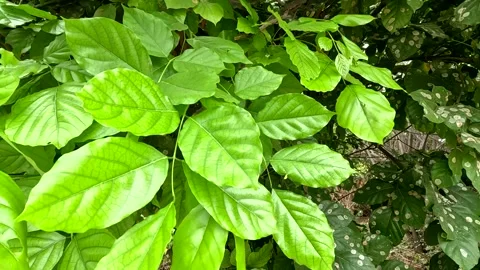 Fresh Bright Green Leaves Close Up Moving In Wind Texture In Nature Stock Footage 345894746