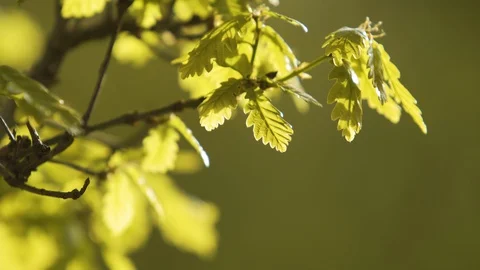 Fresh bright oak leaf, spring sprout in the woods Stock Footage 128713215