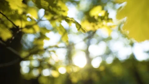 Fresh bright oak leaf, spring sprout in the woods. Vidéo 129137677