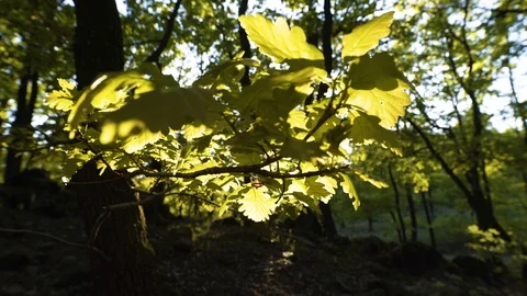 Fresh bright oak leaf, spring sprout in the woods. Stock Footage 129140556