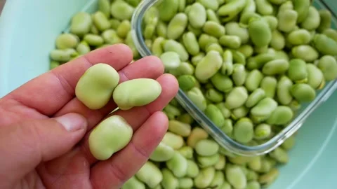 Fresh broad bean, broad bean seeds, table-edible fresh broad bean, Vídeo Stock 227548846