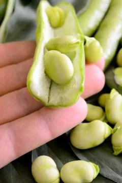 Fresh broad bean Stock Photos