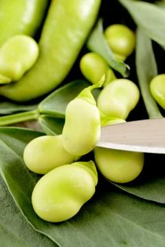 Fresh broad bean Foto stock
