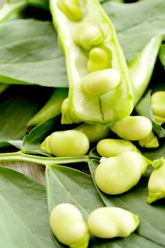 Fresh broad bean Stock Photos