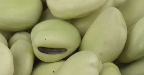 Fresh broad beans closeup rotating loopable Stock Footage 137650934