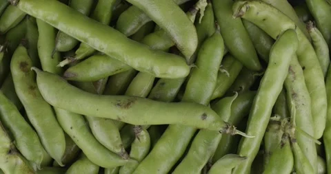 Fresh broad beans closeup rotating top view 動画素材 168309255