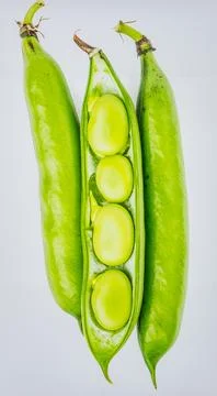 Fresh Broad Beans Isolated on White Background, Vicia faba Green Pod Legume.. Stock Photos