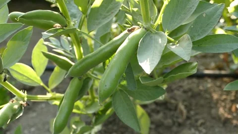 Fresh broad beans in the vegetable garden, natural fresh broad beans, organ.. Vídeos de archivo 224851506