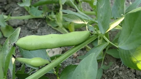 Fresh broad beans in the vegetable garden, natural fresh broad beans, organ.. Vídeo Stock 224851521
