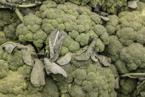 Fresh broccoli as a background Foto stock